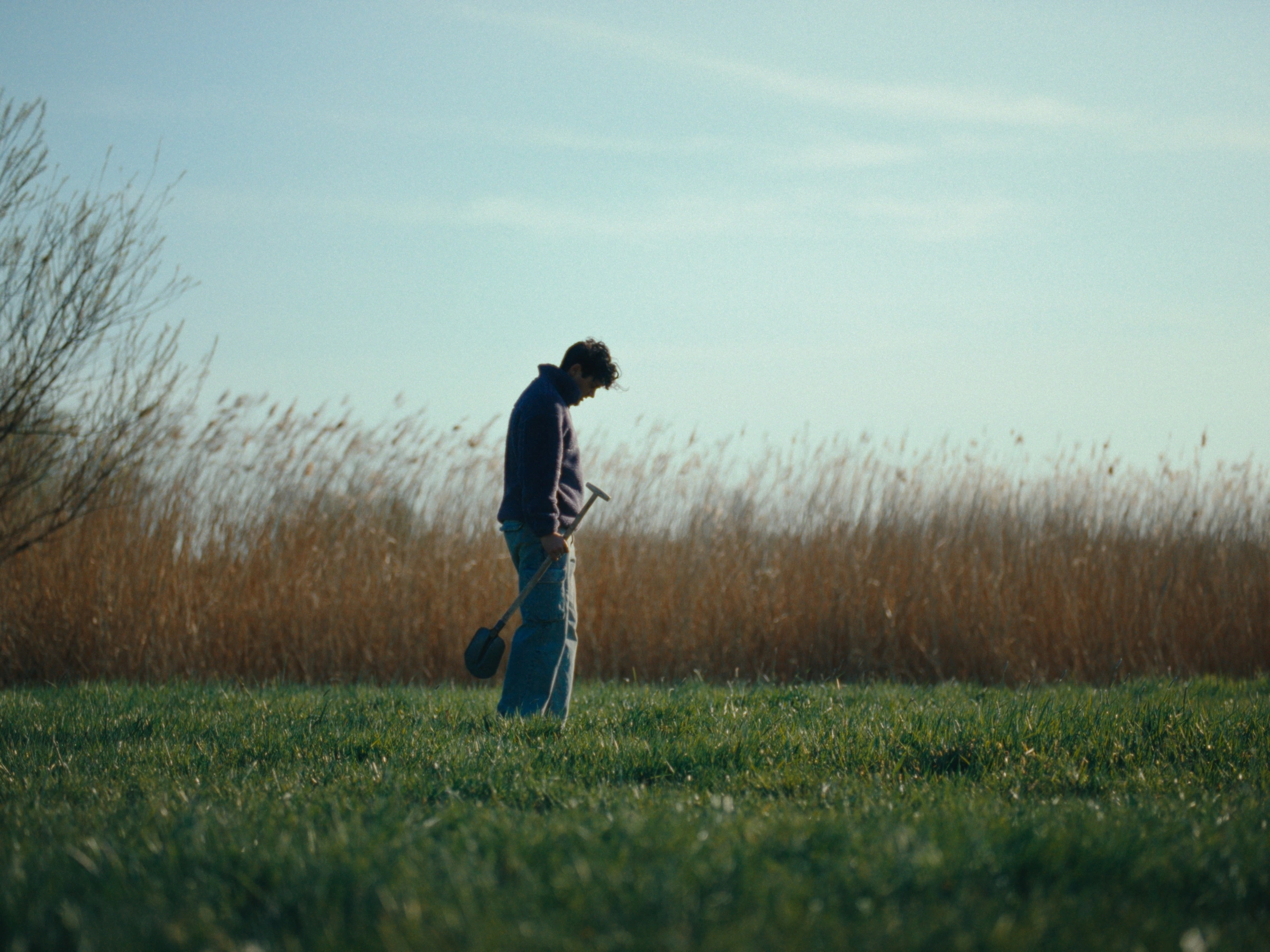 A Quarter Century Tulip